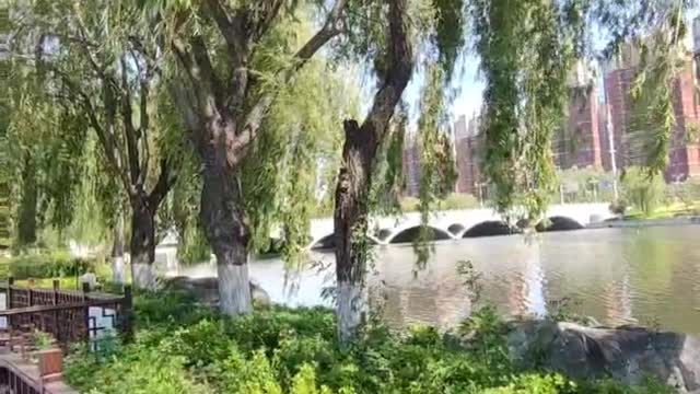 Summer, sweet-scented Osmanthus trees full of green leaves as if coated with a layer of green paint