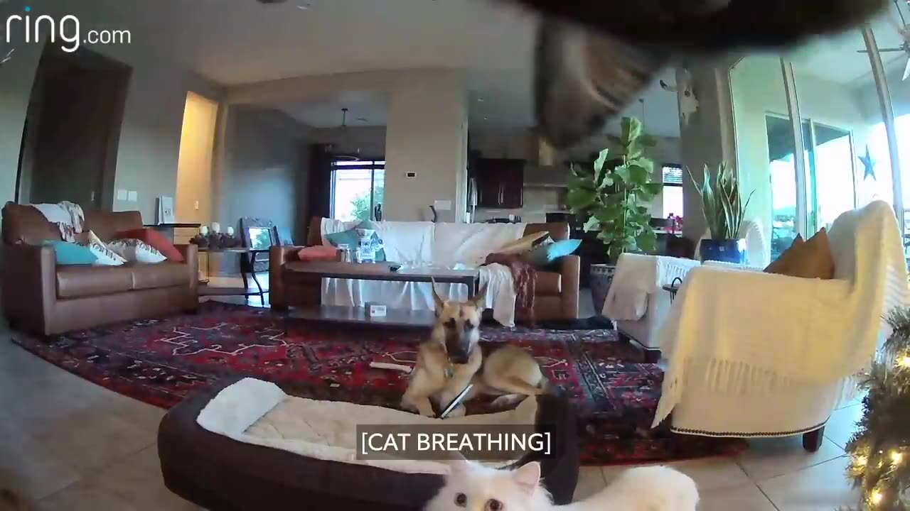 When Mercy the Dog Is Busted Chewing on a Picture, Her Cat Accomplices Cover Up for Her _ RingTV