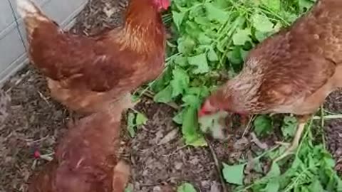 Greens For Chickens Try Radishes