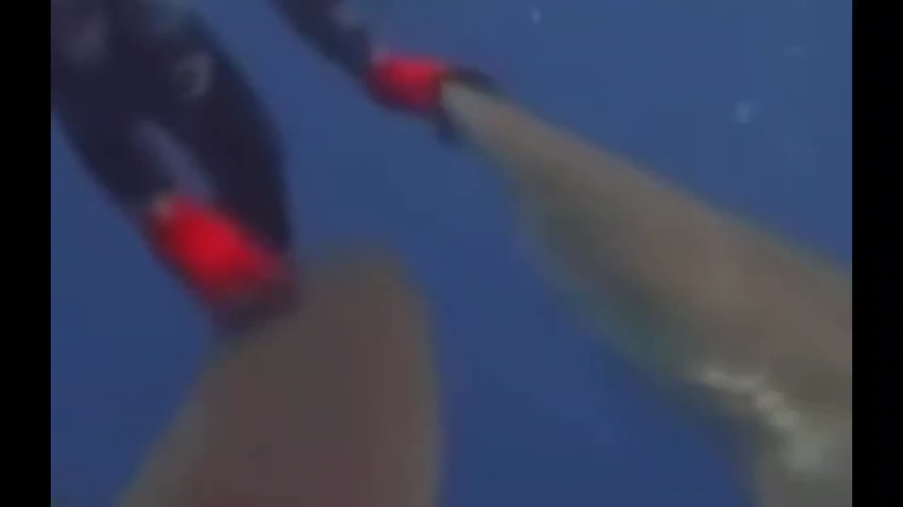 TERRIFYING Shark Encounter
