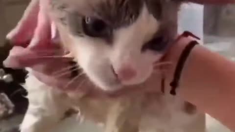 Watch These Disgruntled Cats Get the Most Unusual Beauty Treatment!