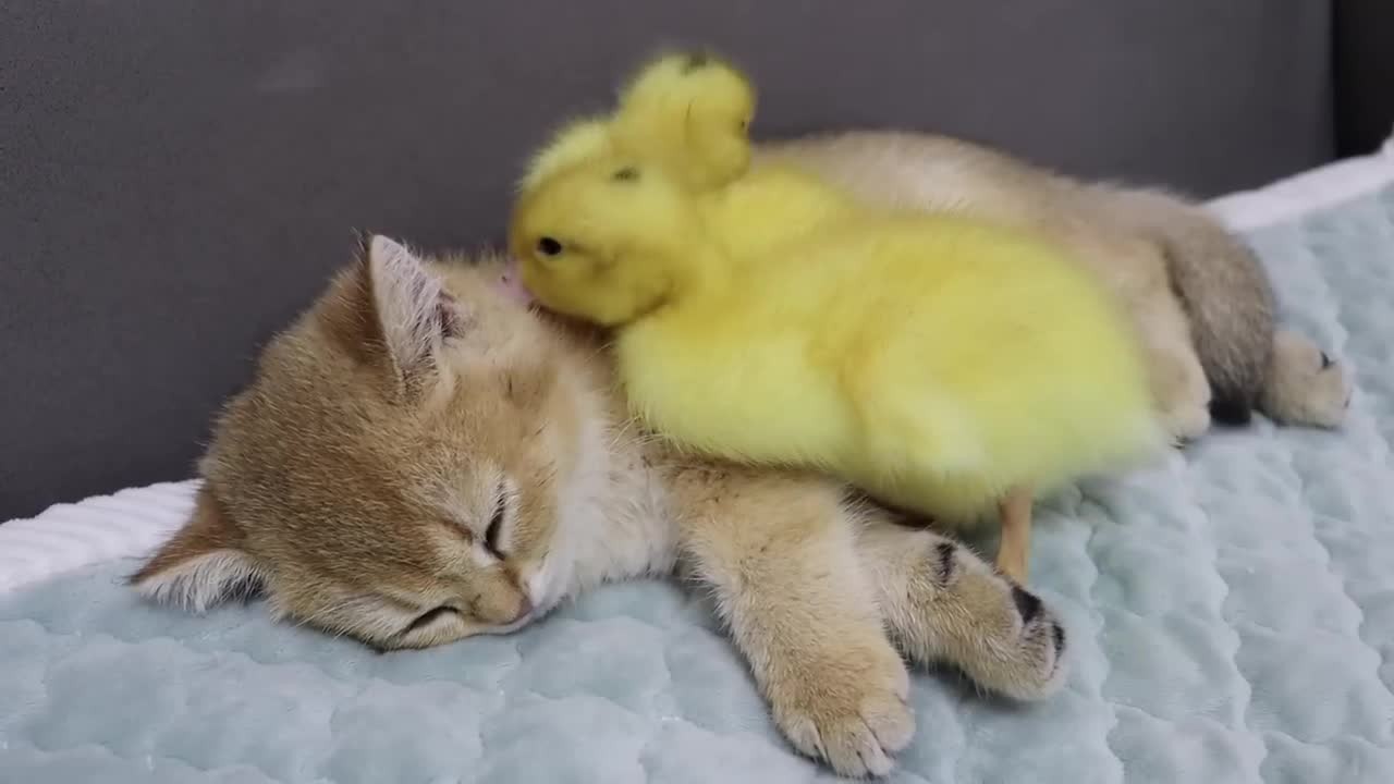 The kitten hugs the duckling to sleep. Fear of duckling missing