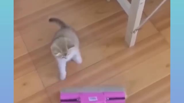 #funny dogs and cats mumant you can not stay your laughting in full video #full funny 🤣🤣🤣🤣 video