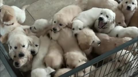 Schwarm von Golden Retriever Welpen