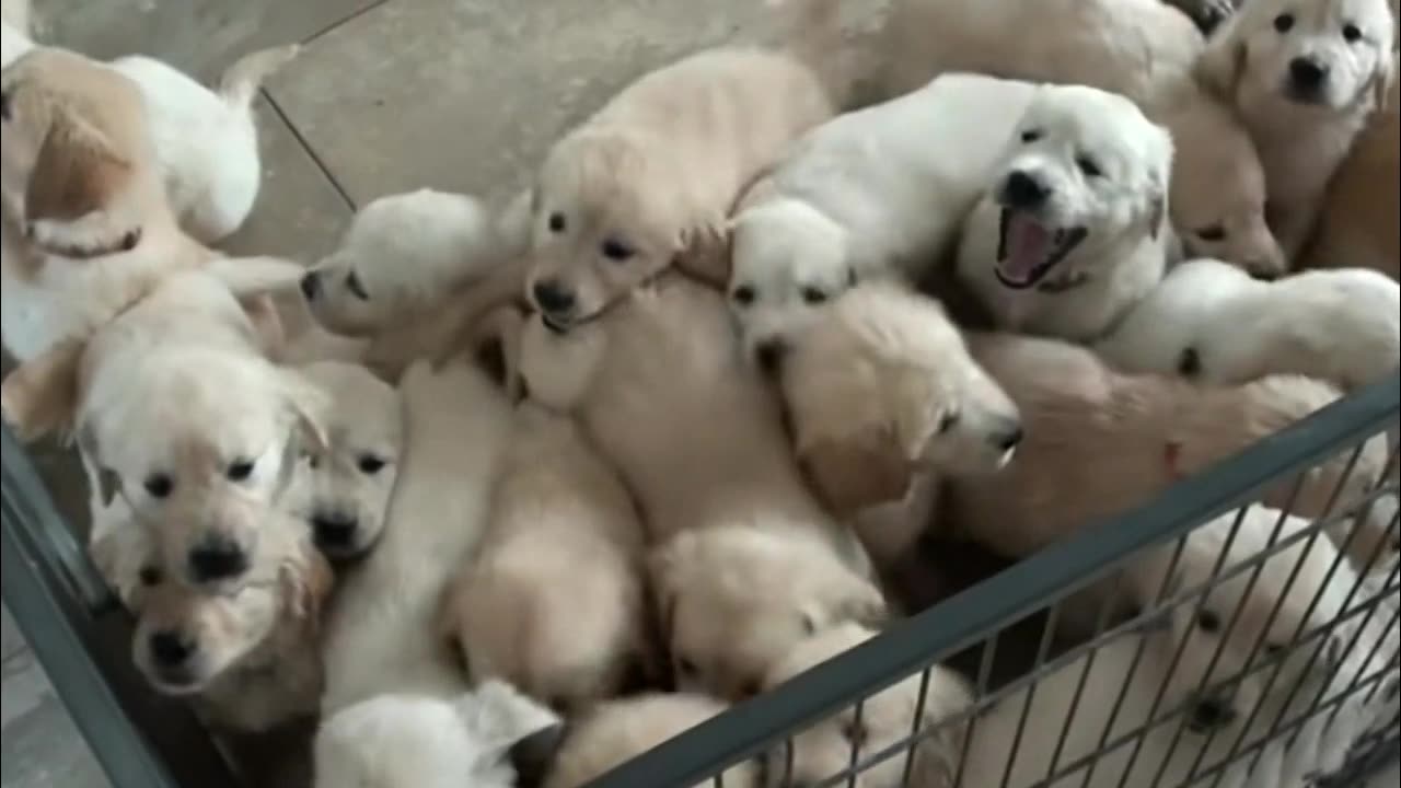 Schwarm von Golden Retriever Welpen