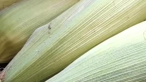 Home grown corn is ripe
