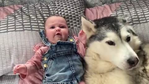 Attempting to feed my newborn baby with 3 needy huskies!!