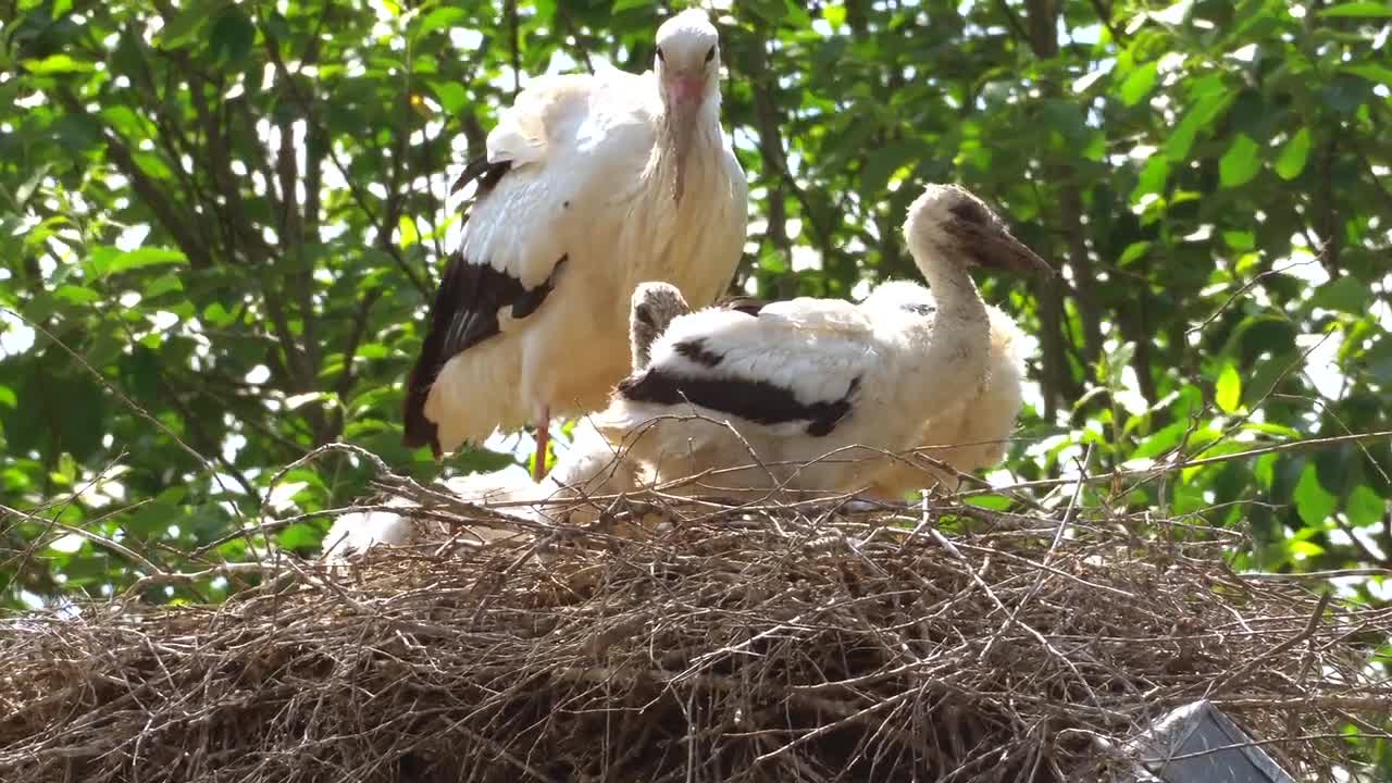 Stork Nest Family Rattle Stork White Stork Feather