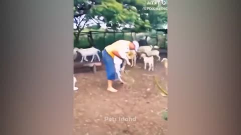 Funny Animal Videos Of The Day 0002 ! #fyp #memes #memedaily #dankmemes