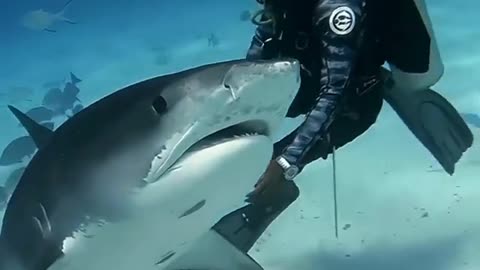 This is a beautiful and charming water-dwelling species