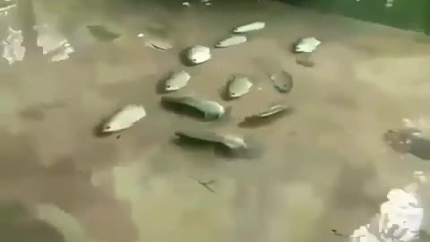 This is a beautiful and charming water-dwelling species