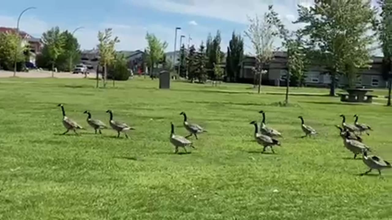 Nature and bird: Battle ready geese flock to fight and flight