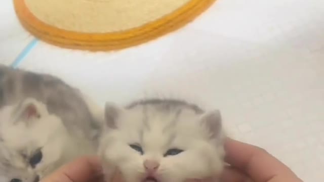 Cute cat video😍funny cat a beautiful baby cat