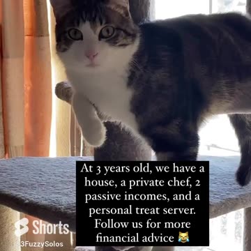 3 Fuzzy Solos’s financial advice is mooch off parents 😹 #CatFunny #CatAdvice