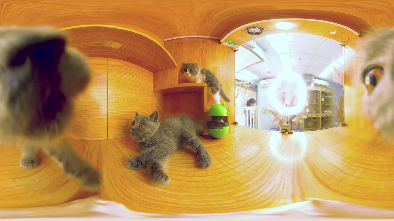 Cat movement best video πΊπ±