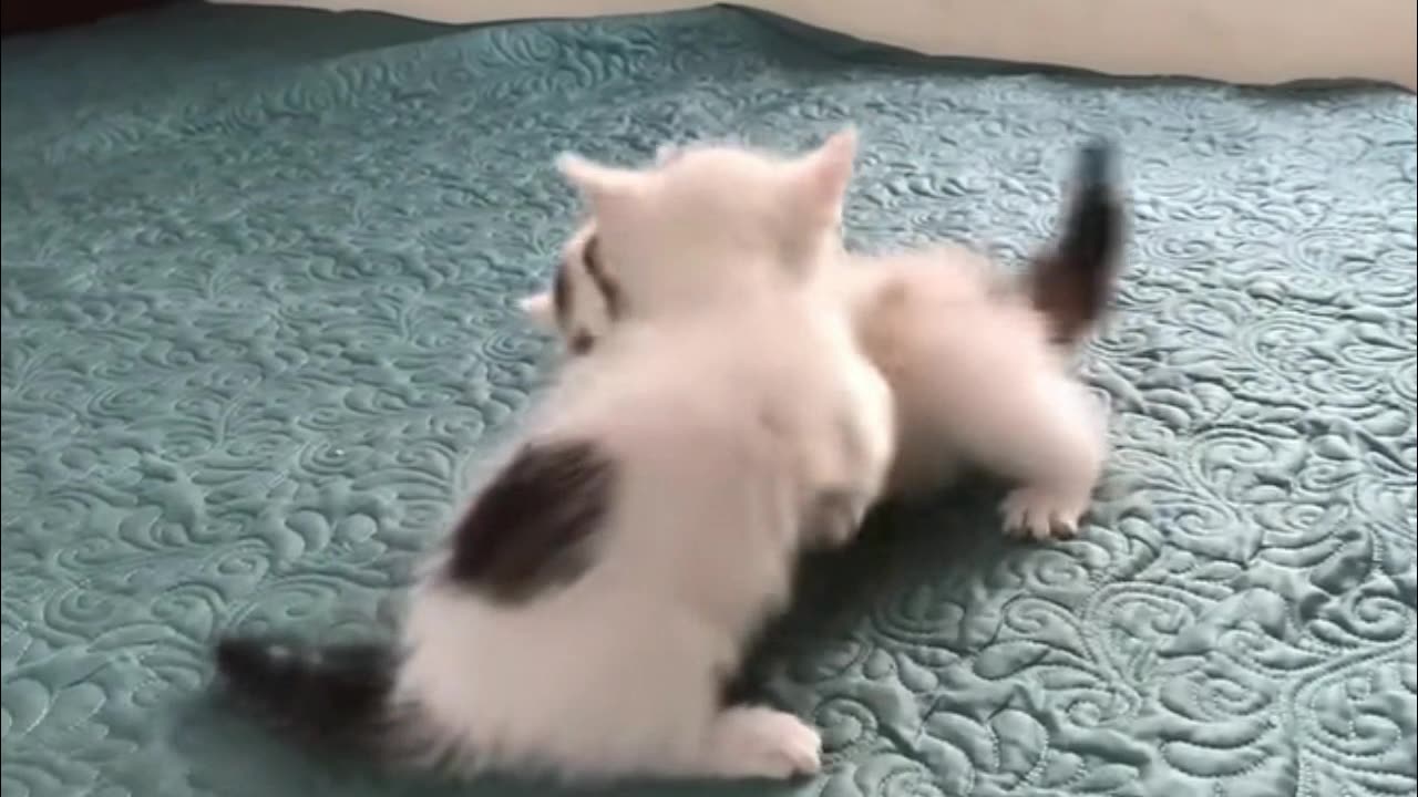 Cute Kittens - Funny and Cute Cat Videos Compilation