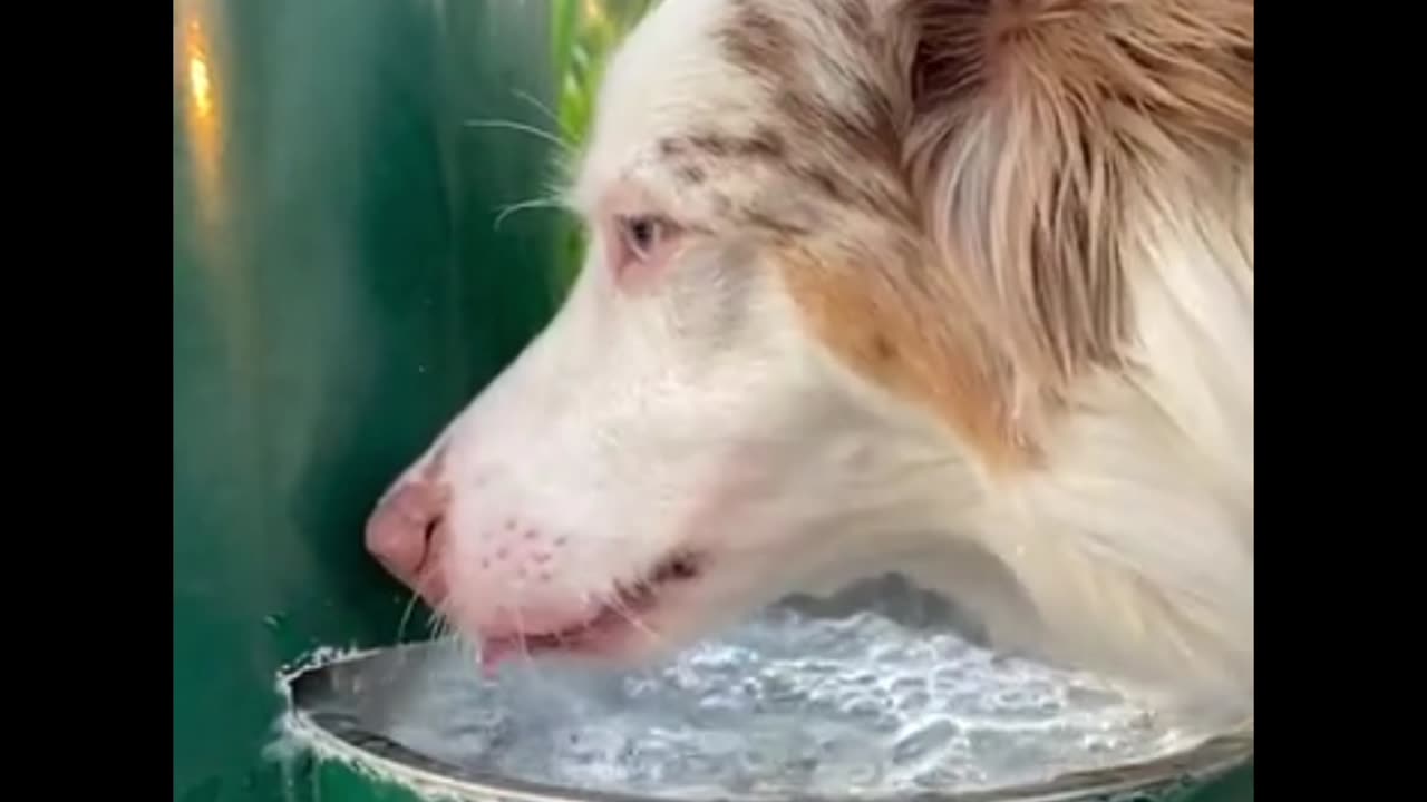 Dog is drinking 🚰🚰🚰 water, look the style 😯😯😯😷