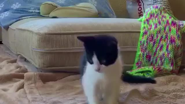 Cats like to play with bubbles, too