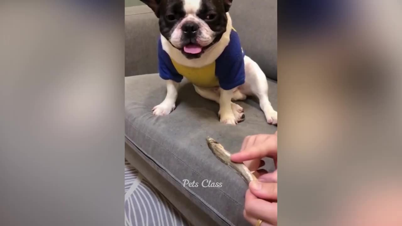 New Funny Animals π Funniest Dogs and Cats Videos πΊπΆ Part 10