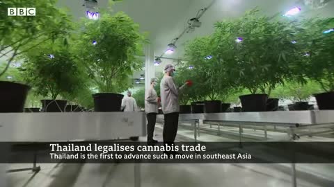 Thailand legalises cannabis growing and trade - BBC News