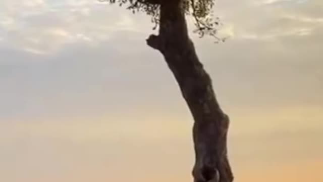 Lion & Leopard Fall Out Tree While Fighting For Food