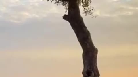 Lion & Leopard Fall Out Tree While Fighting For Food
