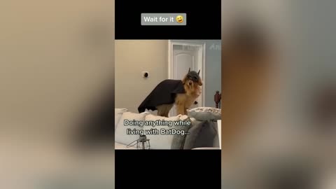 Funniest Cats and Dogs Videos 2023 🐱🐶
