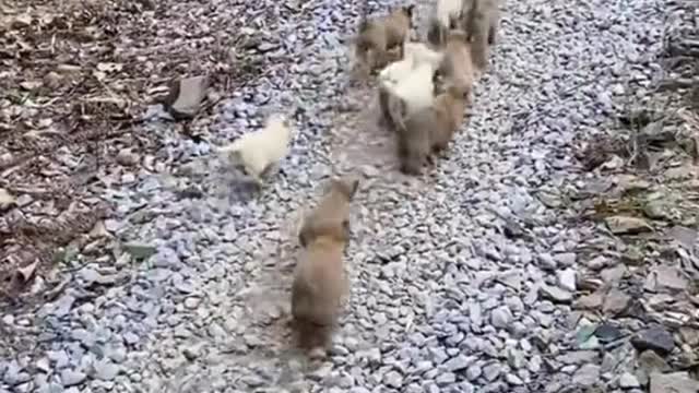 With a bunch of babies