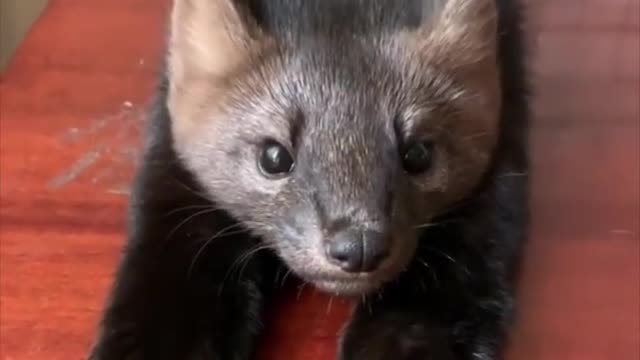 CUTE FISHER ( A MAMMAL) CUTE FACE AND REACTION π₯Ίπ₯°π