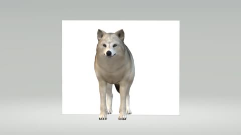 See the intelligence of the fox