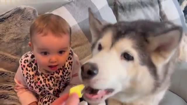 Husky & Baby Eat Pineapple For The First Time Ever!!😂. [PRICELESS REACTION!!]