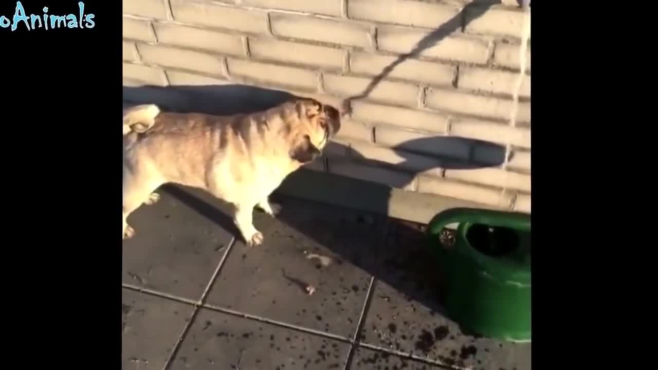 FUN WITH ANIMALS (funny dogs 2018)