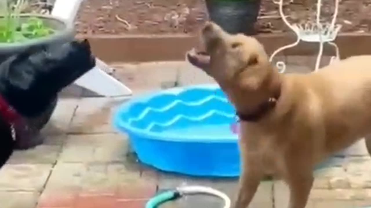 New Funny Videos 2023 😍 Cutest Cats and Dogs 🐱🐶