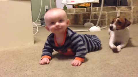 Jack Russell Dog teaches baby to crawl!!
