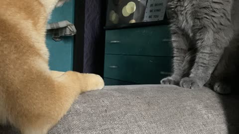 Pup Begs Cat to Play