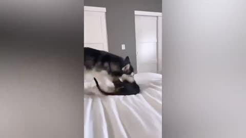 Funny cats and dogs funniest animals funny video of pets❤️🐶