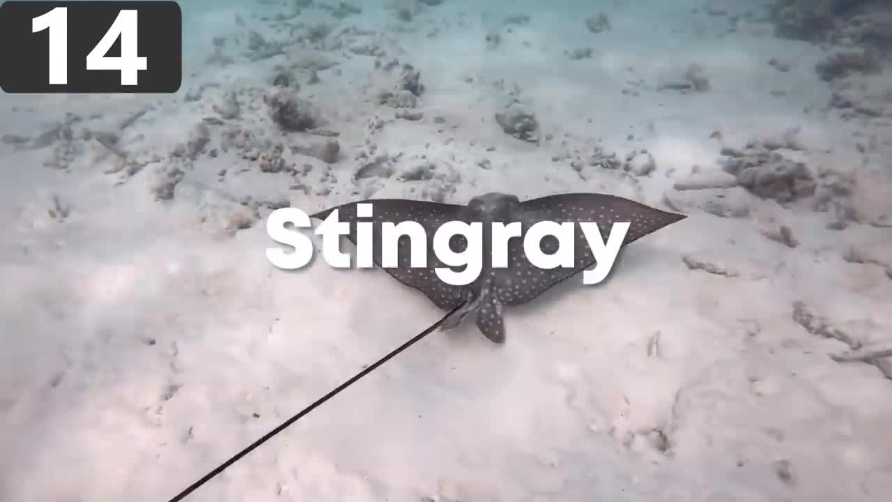 15 MOST DANGEROUS Ocean Creatures In The World-7