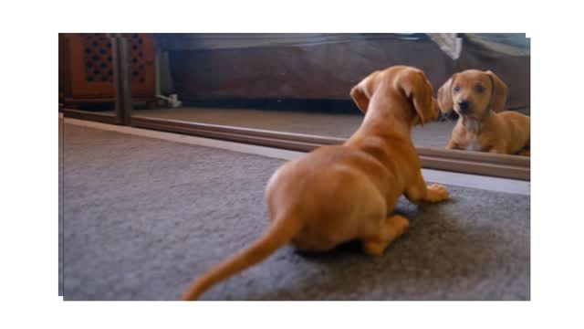A dog sees himself in mirrors and fights with himself