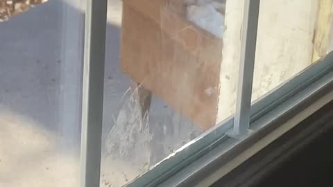 Squirrel destroys my chair: I’ll eat you next time