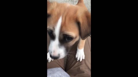 the Cute puppy is playing with her owner.