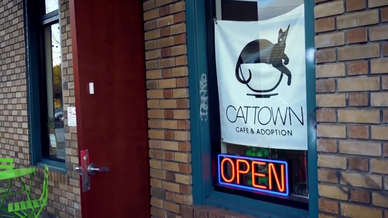 This American Cat Cat Town Cafe