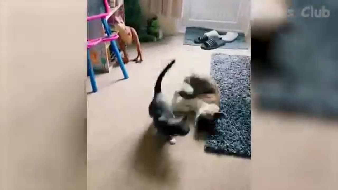Funny animal videos - Best cats and dogs