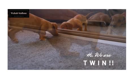 A Funny Dog - In front of Mirror...