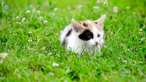 Cat funny cats Gato cats kids cats