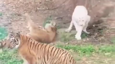 Tiger and a white lion fighting