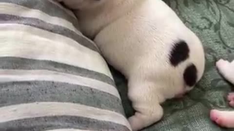 Dog video