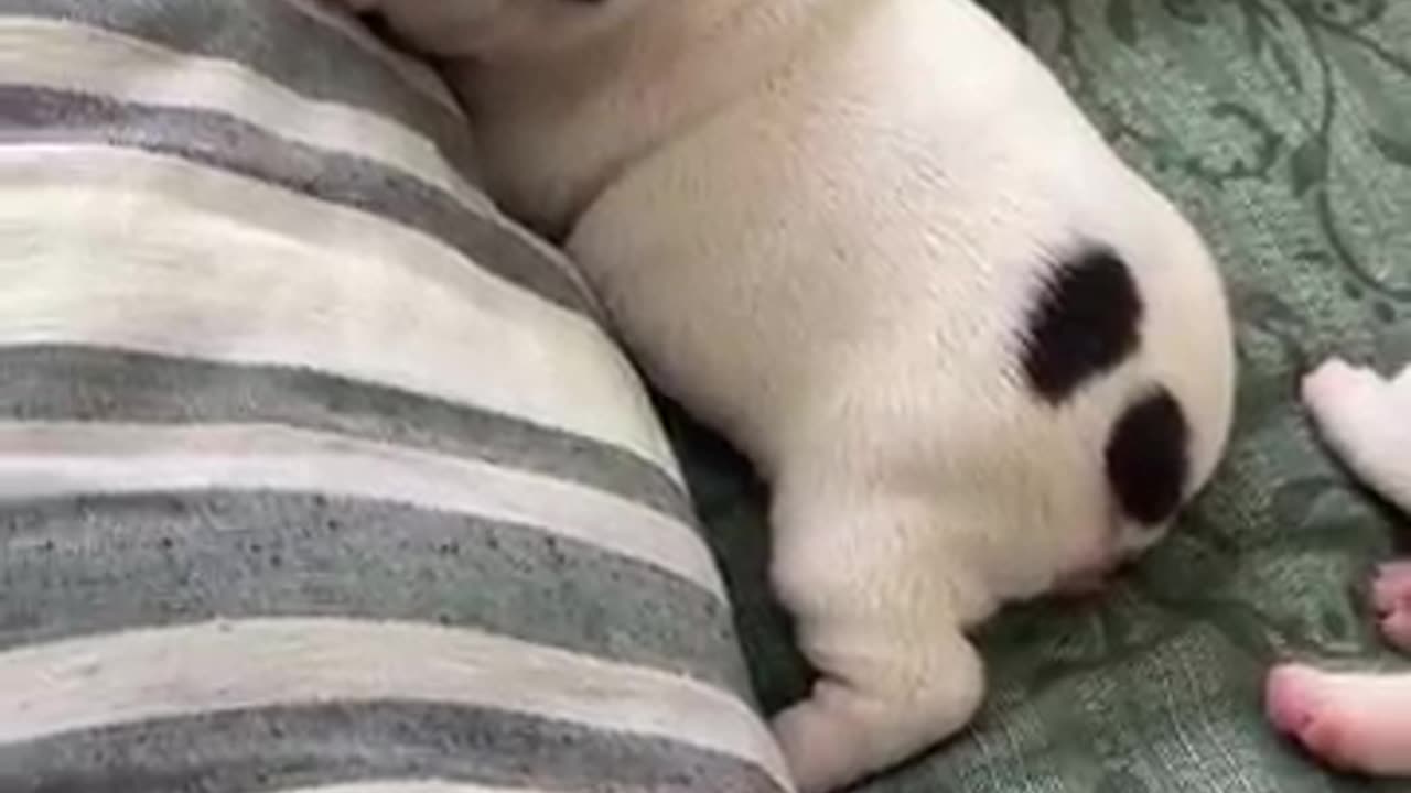 Dog video