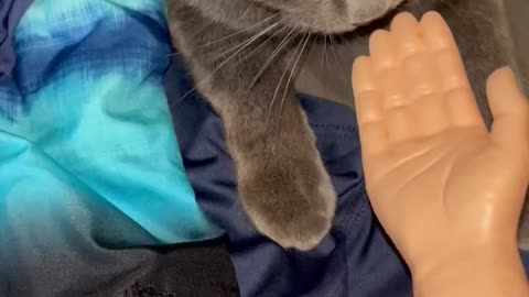 Wednesday whiskers with SPH: featuring Kevin of Cake. #georgestrait #funny #cat #catsofinstagram