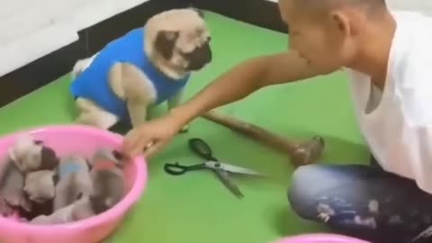 Very intelligent dog funny movement