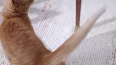 I wonder what made the cat revolve around herself like this